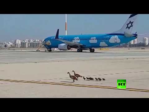 شاهد وزّات مصريات يقتحمن مطار بن غوريون غب تل أبيب