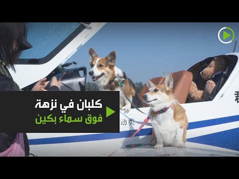 كلبان من سلالة كورغي ينضمان إلى مالكيهما في رحلة طيران فوق بكين