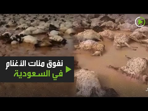 نفوق نحو 1000 رأس غنم بسبب السيول في شعيب عرعر السعودية