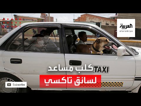 شاهد كلب يعمل مساعدًا لسائق سيارة أجرة في بوليفيا